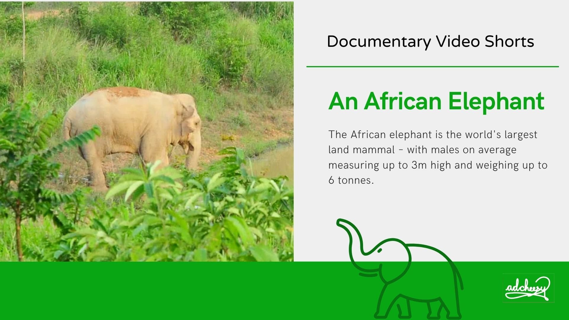 Documentary Video